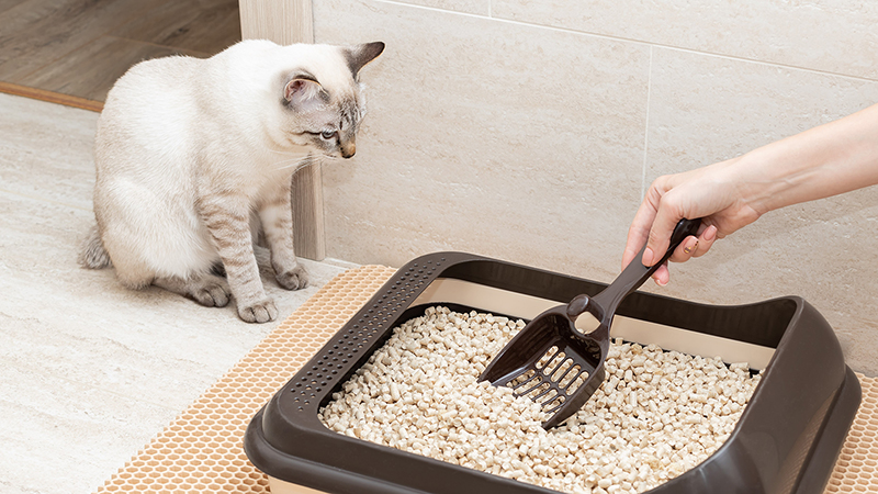 Huida Packing cat litter.jpg